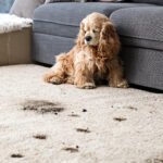 Carpet and Rug Cleaning Company Costs in Seaford, New York
