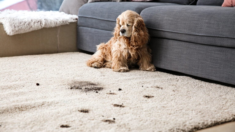 Odor Removal