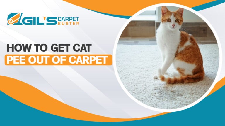 how to get cat pee out of carpet