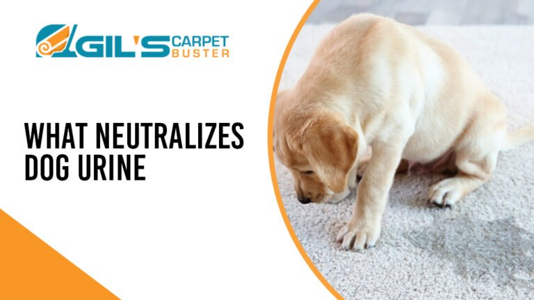 What Neutralizes Dog Urine | How to Get Rid of Dog Pee Smell