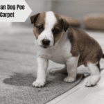 how to clean dog pee from carpet