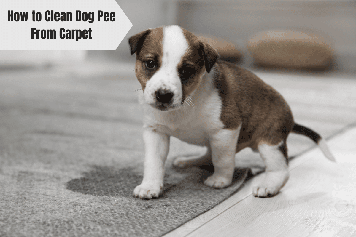 how to clean dog pee from carpet